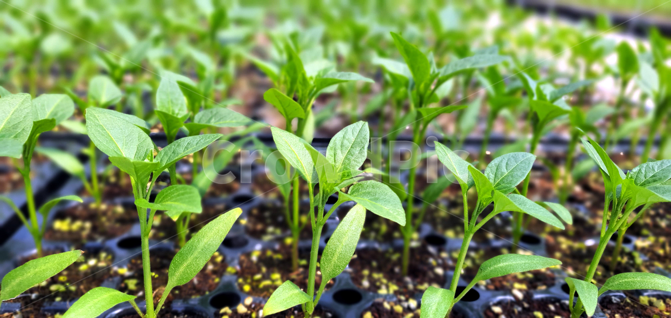 plant,식물,leaf,잎,pottery,pottedplant,화분,모종,농업,농사,agriculture,farming,farming industry