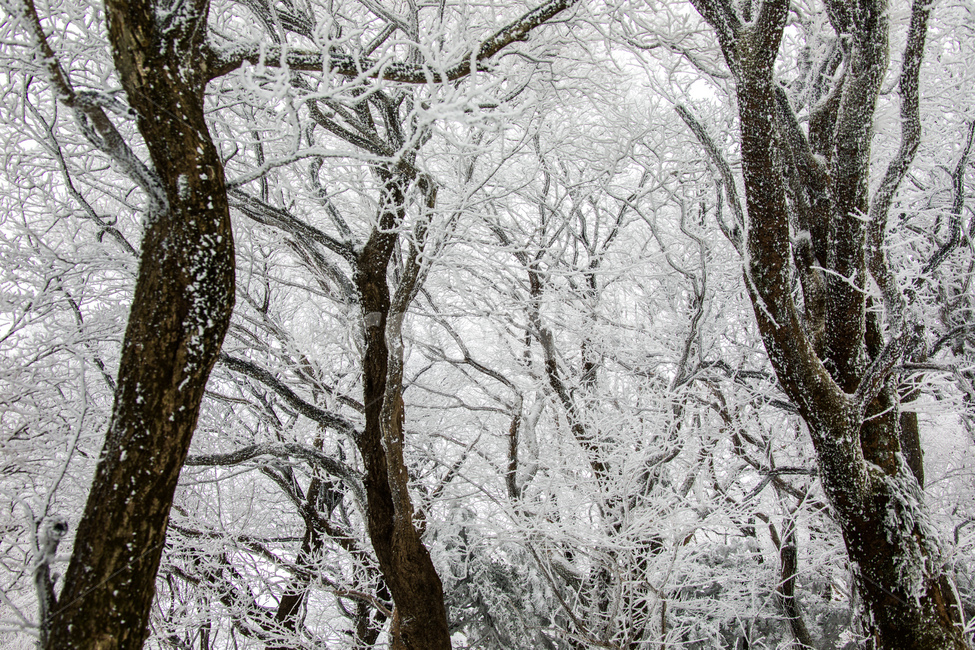 눈,설경,한라산설경,풍경,snow,landscape,1100고지,겨울,계절,winter,season,자연,풍경,nature,landscape,식물,plants,나무,trees,wood,outdoors,옥외