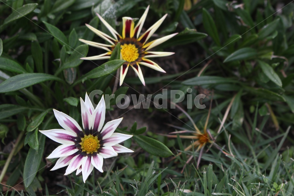 plant,식물,flower,blossom,꽃,자연,식물,자연,plants,nature,꽃,flower