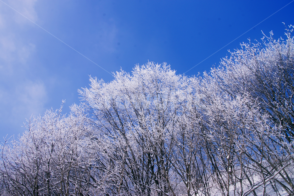 상고대,파란하늘,눈꽃,겨울,겨울왕국,겨울,계절,winter,season,자연,풍경,nature,landscape,outdoors,옥외,snow,눈,frost,서리