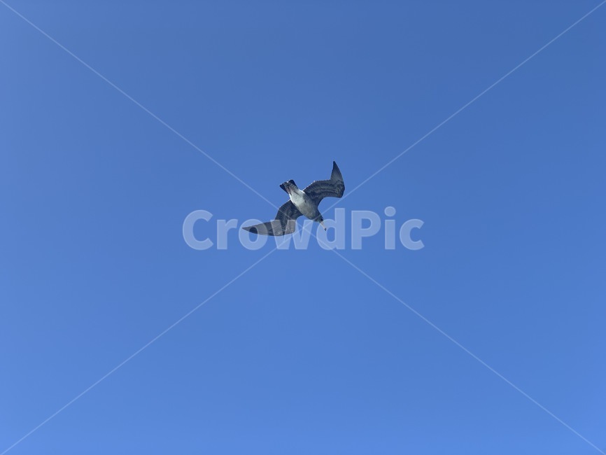 animal,동물,flying,나는,bird,새,sky,sea,갈매기,하늘,맑은,희망,비행,바람,동물,animal,조류,새,birds