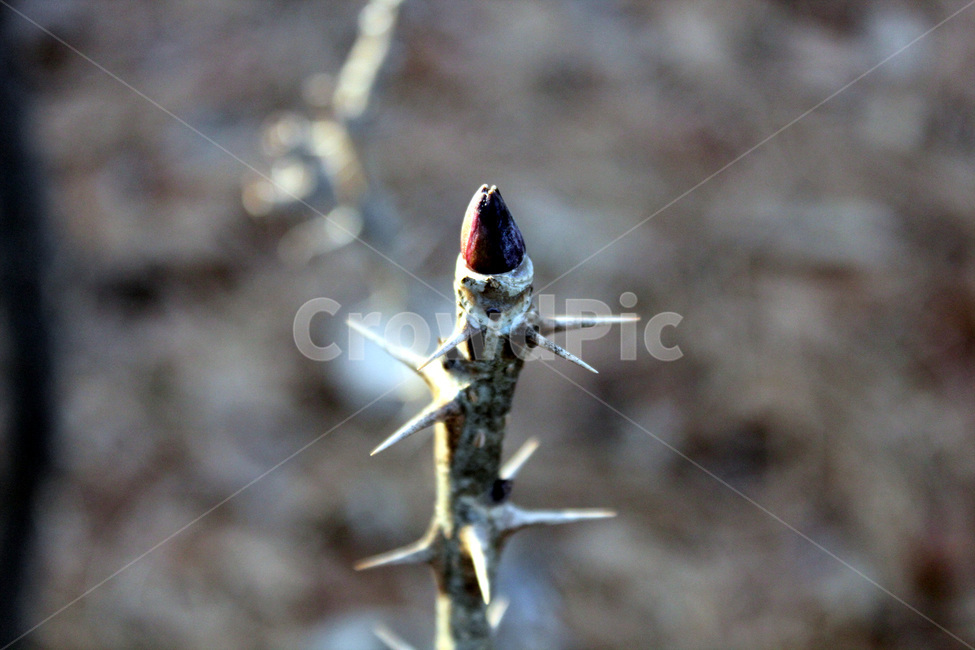 자연,가시나무,나무,겨울,추움,열매,가시,식물,자연,plants,nature