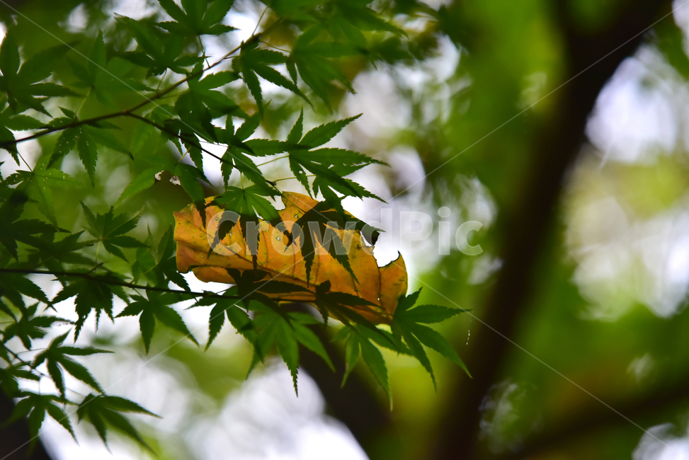 단풍,단풍나무,단풍잎,나뭇잎,잎,가을,청단풍,maple,leaf,leaves,autumn,식물,자연,plants,nature