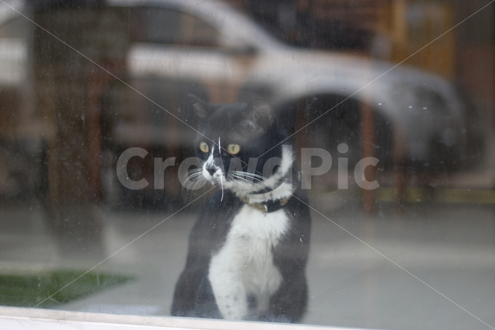 cat mom,Pets,Korean Shorthair,kitten,stray cat,cat,cat daddy,nose short,abandoned cat,animal,pet,surprised