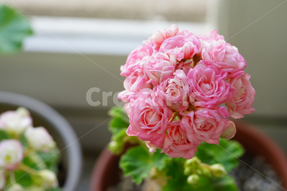 꽃,플라워,화분,flower,식물,생명,생물,감성,접사,색감,컬러,식물,자연,plants,nature,꽃,flower,실내용화초,화분,화초,house plant