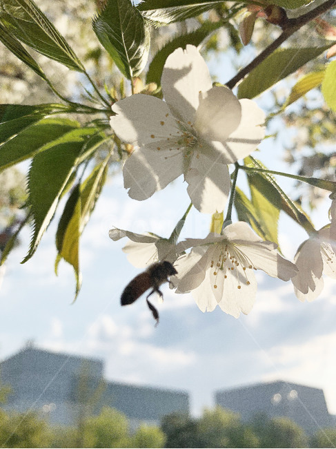 벚꽃,봄꽃,꽃,햇빛,햇살,하늘,구름,자연,봄,나무,벌,봄,계절,spring,season,식물,자연,plants,nature,꽃,flower,leaf,잎,plant