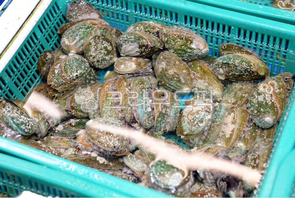 조개,가리비,어패류,수산시장,어시장,죽도시장,강구항,포항,신선한,판매,시장,상인,판매대,물고기,생선,어업,날것,날,요리,바다,영양,어민