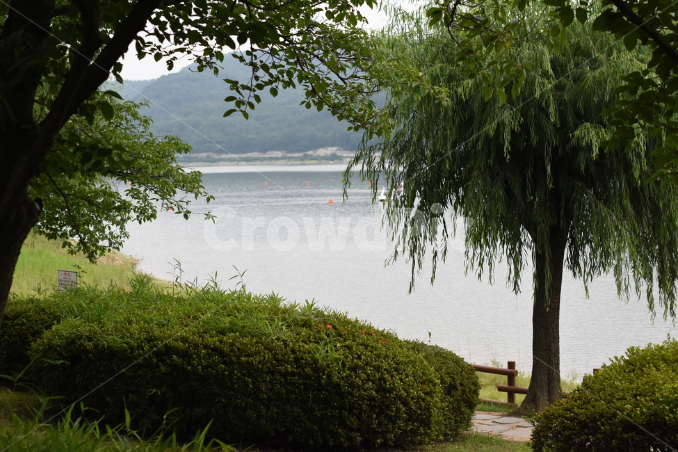 나무,풍경,공원,tree,park