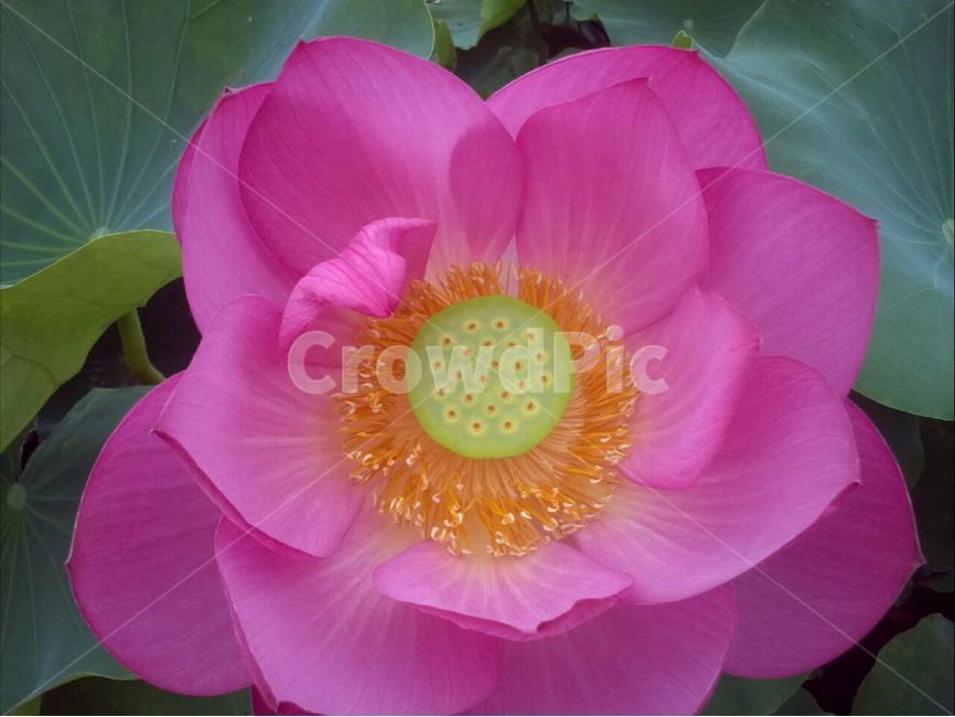경주,여름,연꽃축제,연꽃,연잎,식물,자연,plants,nature,꽃,flower