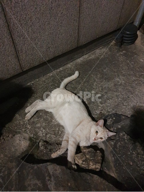 고양이,길냥이,누워있는모습,흰냥이,냥이