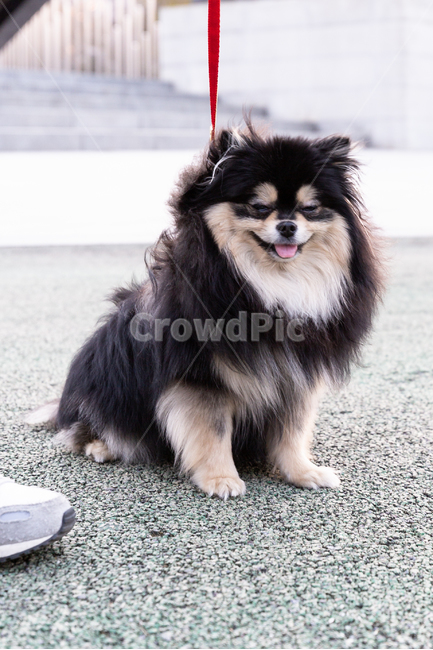 doll,Pomeranian,black tan,form,puppy,Gangjwi,pomeranian,cuteness,animal,Dog,dog,walk