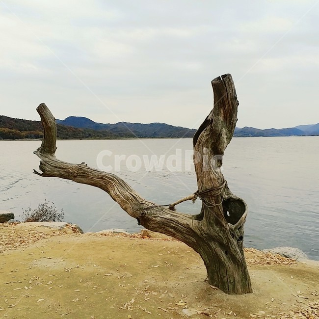 남양주,강,남한강,고목,강물,드라마,촬영지,드라마촬영,나무,wood