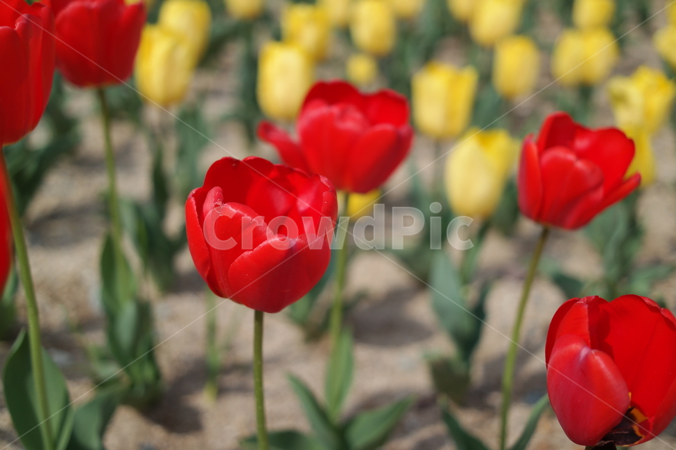 꽃,flower,튤립,봄,대저생태공원,식물,자연,plants,nature,꽃,flower