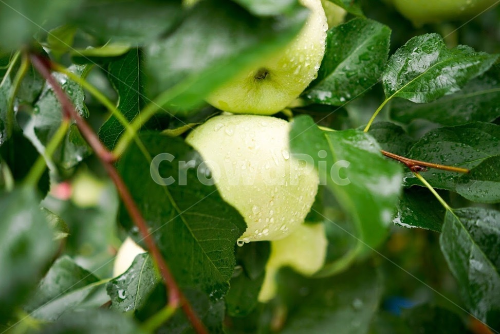 사과,아오리,여름,비,과수원,과일,초록,apple,greenapple,식물,자연,plants,nature,과일,열매,fruit