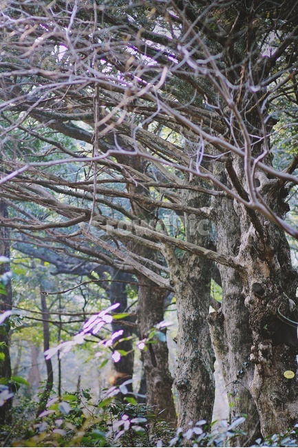 산책로,나무,햇빛,trail,tree,sunlight,숲속,식물,자연,plants,nature,나무,trees,wood
