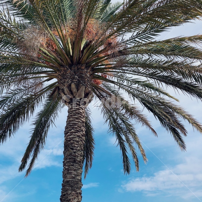 여름,야자수,나무,시원,palmtree,휴양지,대추야자,summer,tree