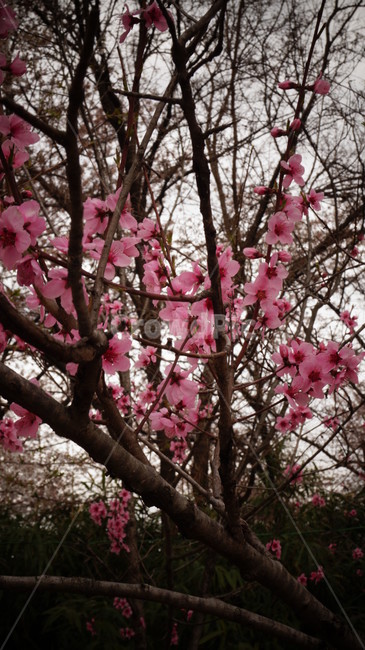 벚꽃,나무,봄,분홍색,산,봄,계절,spring,season,식물,자연,plants,nature,꽃,flower,plant,blossom