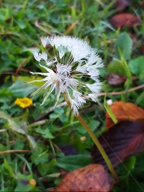 식물,꽃,plant,민들레,blossom