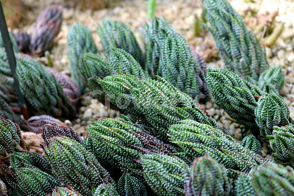 선인장,십이지권,다육식물,식물,자연,식물,자연,plants,nature