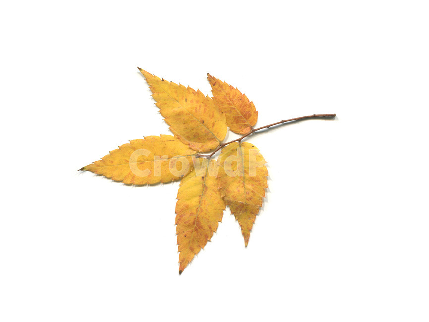 단풍,단풍잎,나뭇잎,가을,잎,낙엽,식물,autumn,leaf,leaves,maple,fall,가을,계절,fall,autumn,season