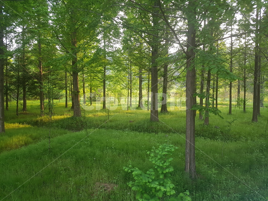 경주,야생화원,식물,초목,plant,숲,나무,자연,풍경,nature,landscape,vegetation,woodland,삼림지,forest,land,땅,tree,outdoors,옥외,grove,작은 숲,grass,잔디