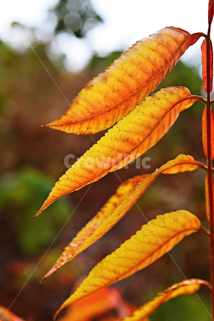 단풍,낙엽,가을,잎,식물,자연,계절,감성,색,색상,나무,공원,가을,계절,fall,autumn,season,plant,leaf,veins,정맥
