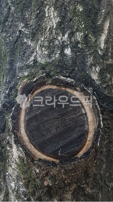 가로수, 도로수, streettrees, roadsidetrees, lineoftrees, 사진,이미지,일러스트,캘리그라피 ...