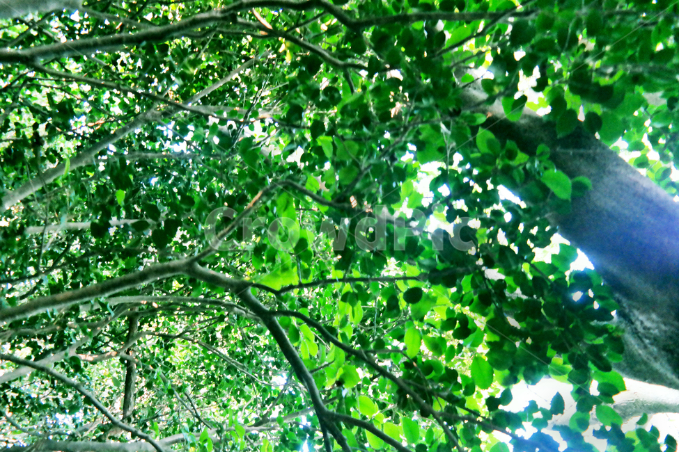 자연,초록,빛,여름,햇살,나무,숲,계절,싱그러움,summer,forest,natural,green,tree,wood,sunshine,plants,식물,자연,plants,nature,나무,trees,wood