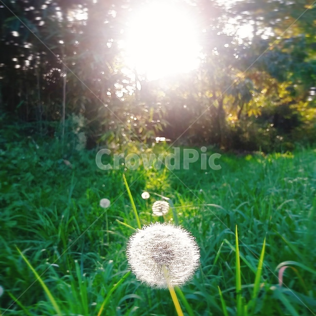 민들레,꽃,햇빛,숲,자연,풀,초록,나무