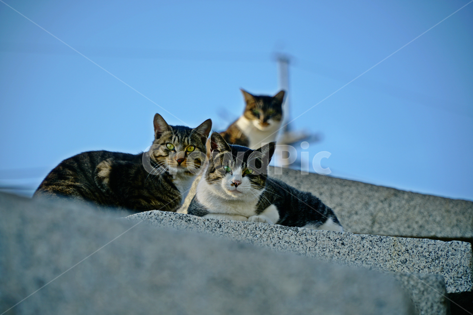 길고양이,고양이,야옹이,냐옹이,동물,cat,animal,포유류,나비,삼총사,삼형제,하늘,전봇대,전선,전깃줄,성벽,귀여운,귀엽다,귀염둥이,동물,animal,포유류,mammal,고양이,cat,kitten,kitty