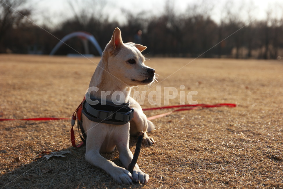 mixed dog,warmth,Cozy,branch,glare,Pets,puppy,light,grass,Jindo dog,sunset,animal,dog,get down,pet