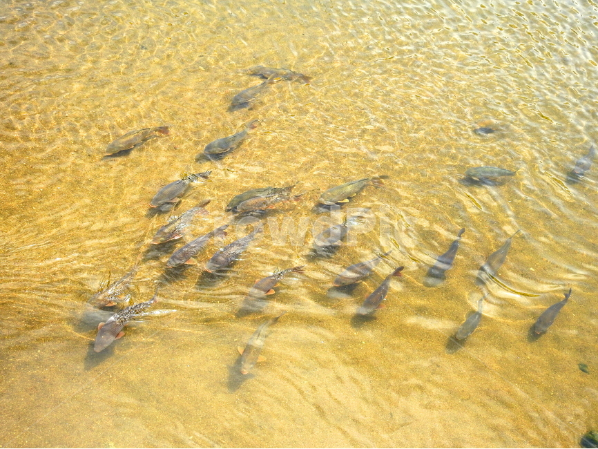 동물,물고기,강,호수,물,동물,animal,어류,물고기,fish