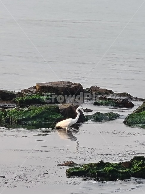 animal,동물,bird,새,waterfowl,물새,바다