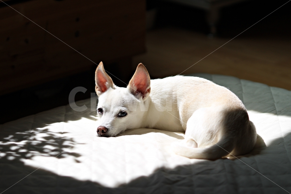 강아지,반려견,개,dog,animal,따뜻함,동물,동물,animal,포유류,mammal,개,강아지,dog,doggy