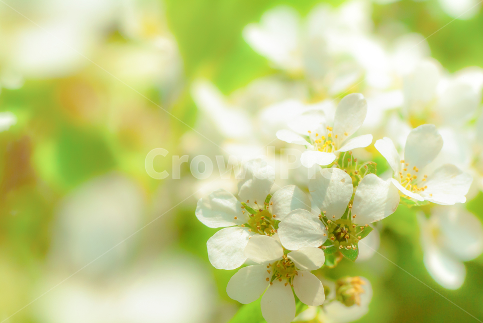 봄,꽃,흰색,초록,나무,감성적,아름다움,봄,계절,spring,season,식물,자연,plants,nature,꽃,flower,plant