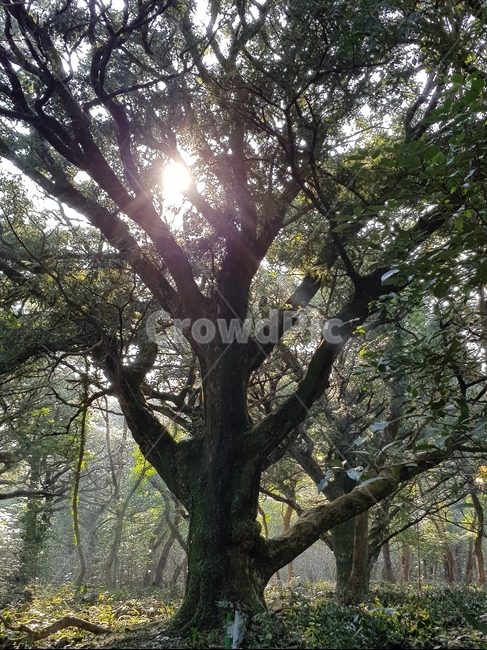 나무,햇빛,숲,햇살,sunshine