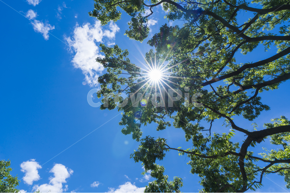 양평,다산생태공원,햇살,여름,하늘,파란하늘,자연,풍경,nature,landscape,light,빛,flare,플레어,sunlight,햇빛