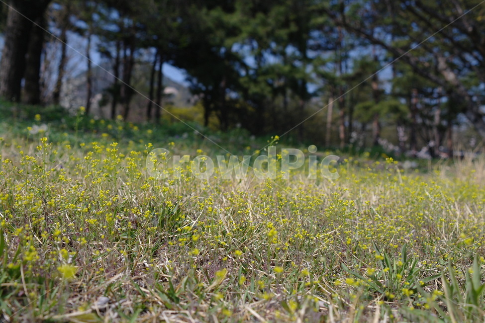 봄,자연,spring,flower,풀