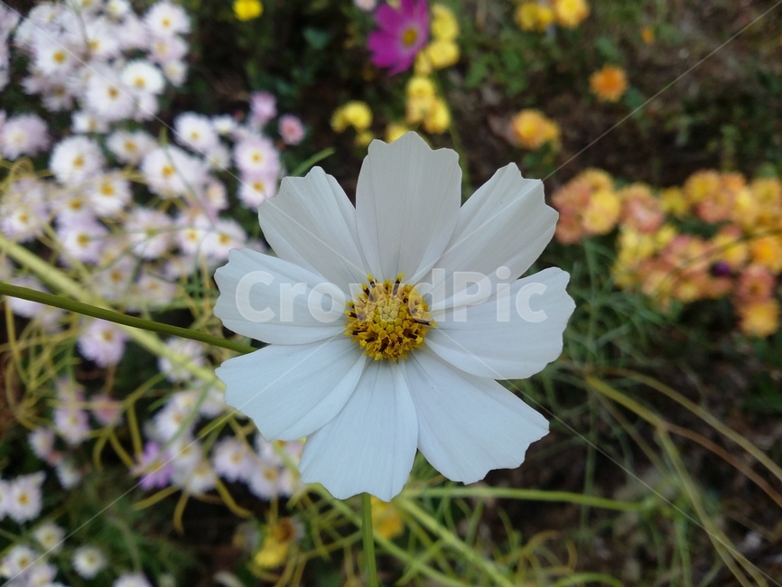 plant,식물,꽃,자연,flower,식물,자연,plants,nature,꽃,flower