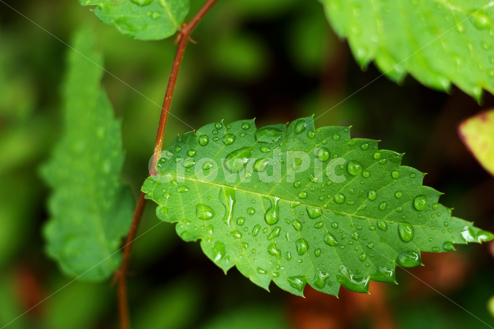 wetlesves,leaf,물방울,잎사귀,나뭇잎