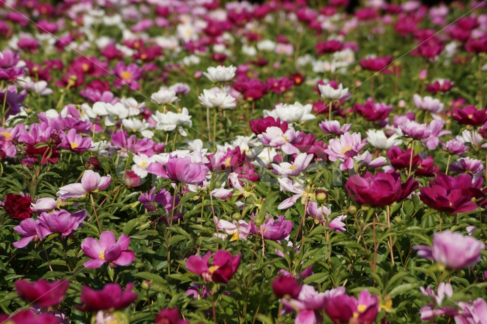 봄꽃,태화강봄꽃,봄꽃축제,꽃사진,꽃,식물,자연,plants,nature,꽃,flower