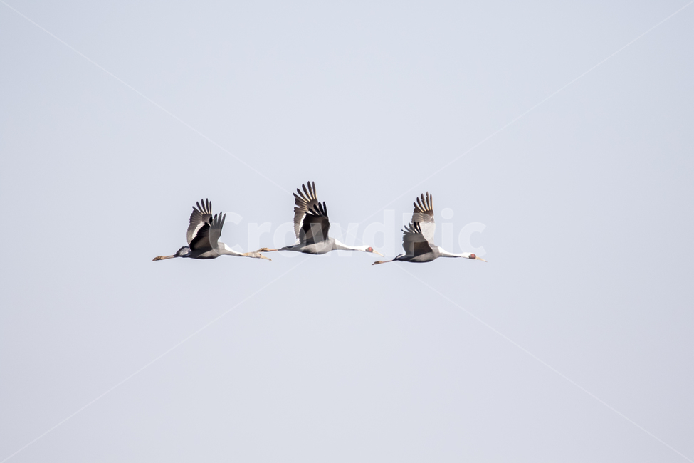 철새,두루미,철원,겨울,눈,추위,동물,animal,조류,새,birds