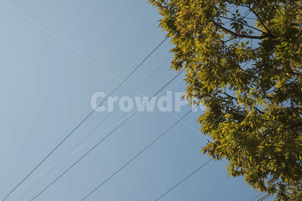 나무,tree,전깃줄,wire,하늘,sky,가을,autumn,자연,풍경,nature,landscape,cable,케이블,power lines,전력선,electric transmission tower,송전탑