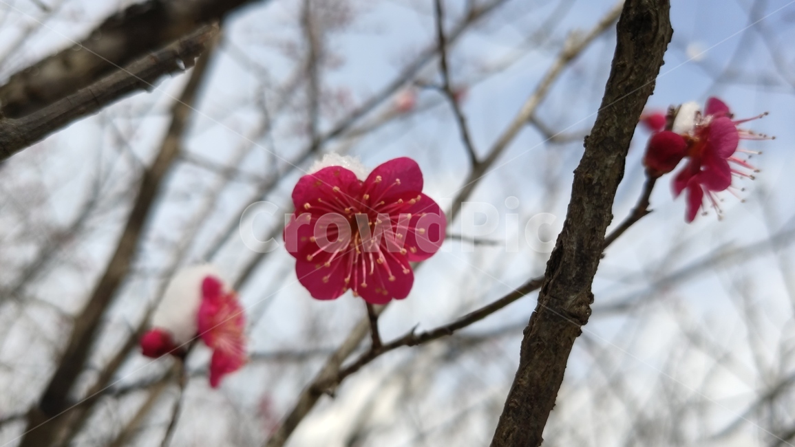 홍매화,매화,매화꽃,붉은매화꽃,홍매,자장매,plant,식물,flower,blossom,꽃,geranium,제라늄,식물,자연,plants,nature,꽃,flower