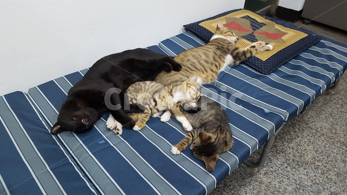 cat,고양이,길냥이,애완,힐링