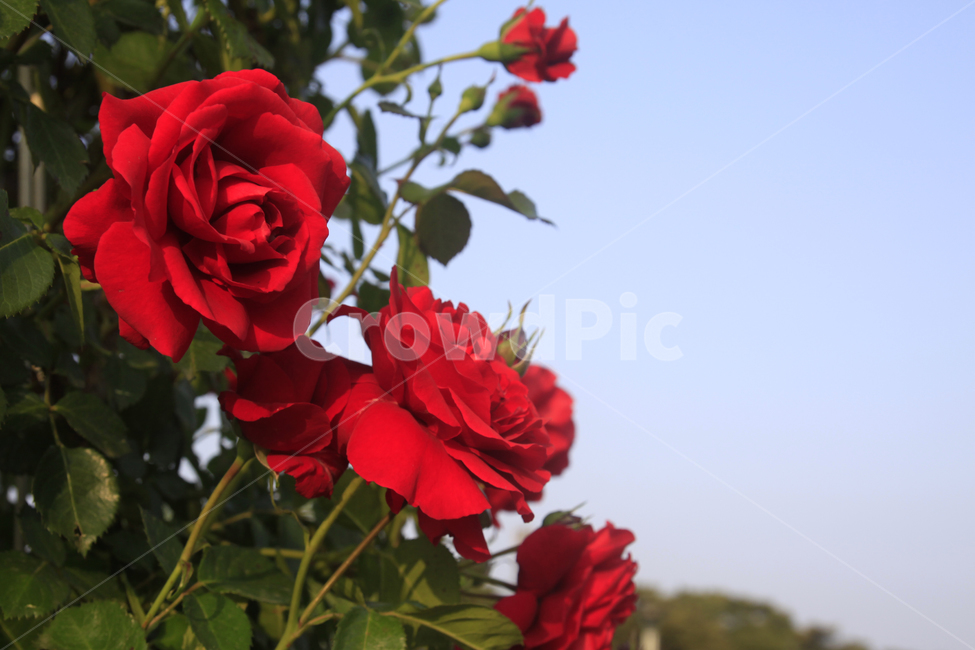 장미,붉은장미,장미배경,꽃,장미공원,꽃배경,꽃사진,장미사진,식물,자연,plants,nature,rose,식물,자연,plants,nature,꽃,flower