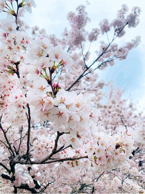 꽃,blossom,flower,벚꽃,벚꽃나무,식물