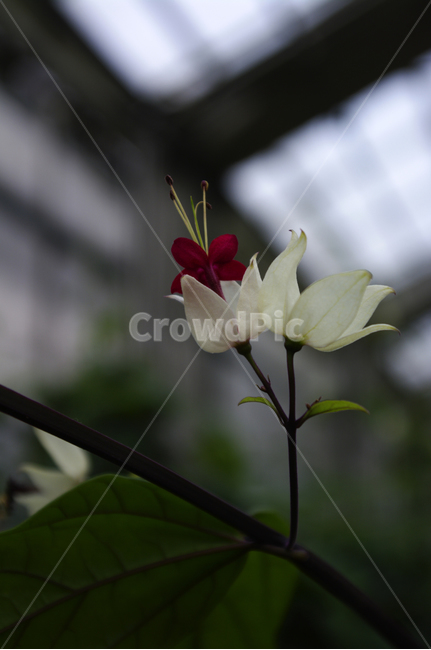 식물,꽃,flower,plant,color,덴드롱,식물,자연,plants,nature,꽃,flower