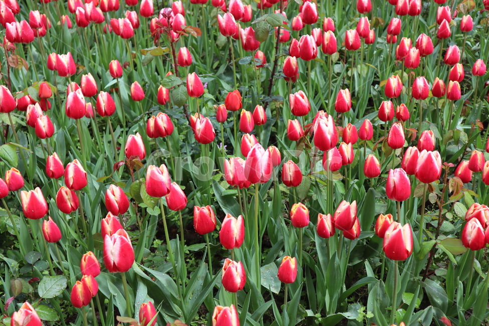 튤립,꽃,꽃밭,빨간튤립,봄,plant,blossom,flower,tulip
