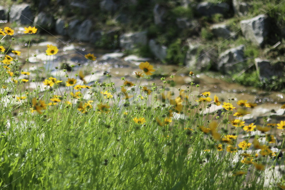 금계국,노랑,봄,풍경,아침,빛,식물,자연,plants,nature,꽃,flower